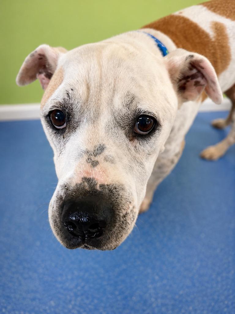 Enlarge Geisha, a Adoptable mixed breed in Detroit, MI image 3/4