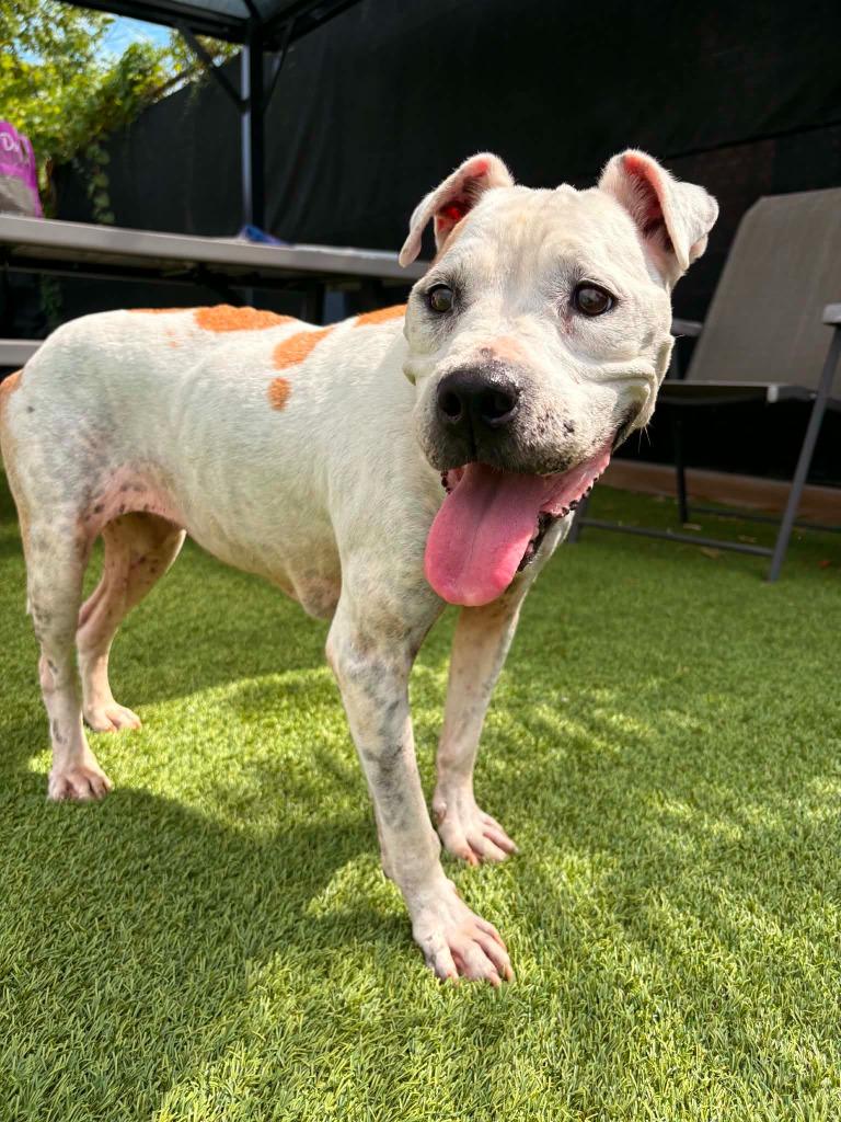 Enlarge Geisha, a Adoptable mixed breed in Detroit, MI image 4/4