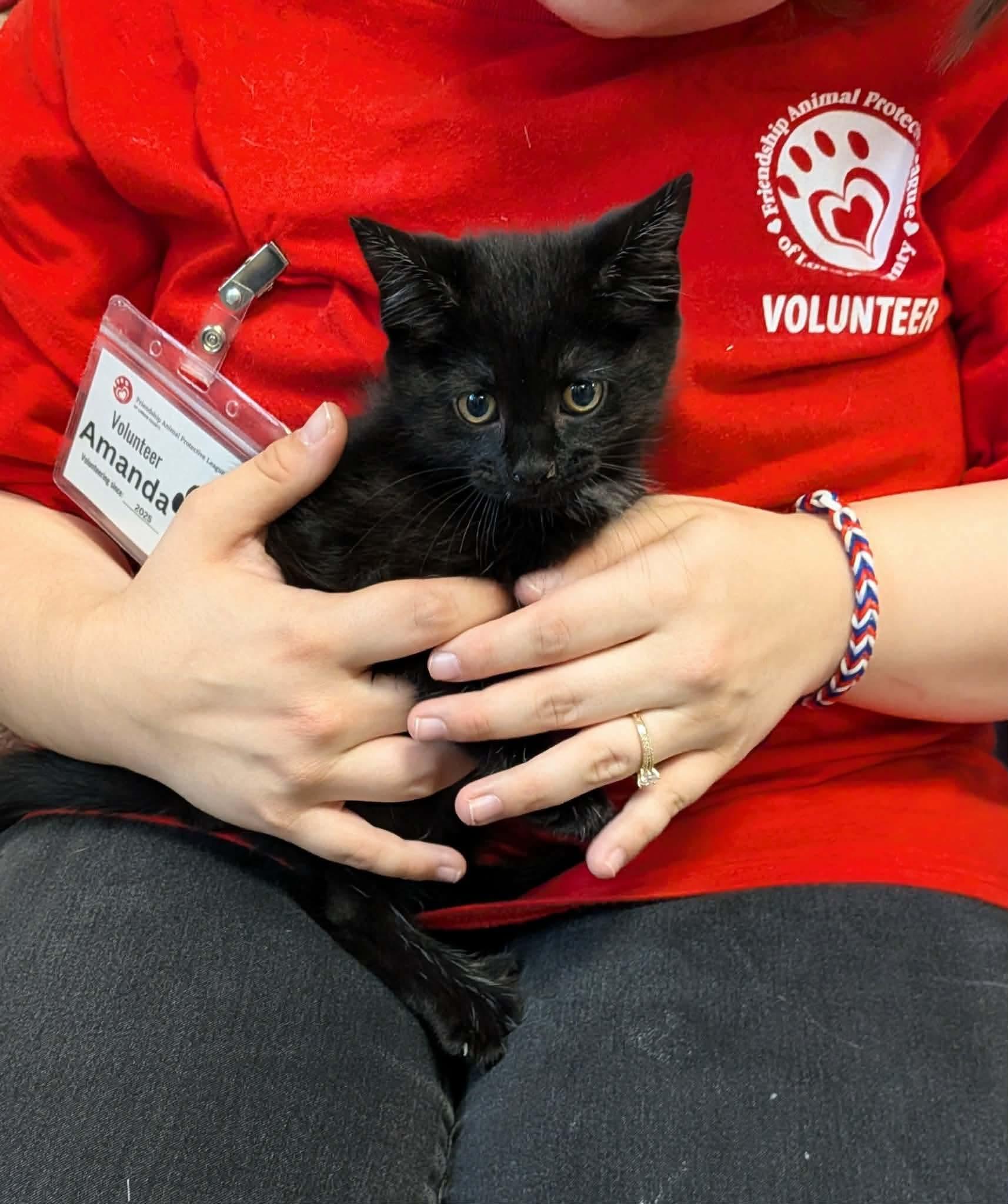 Flash, adopted, Kitten Male Domestic Short Hair.