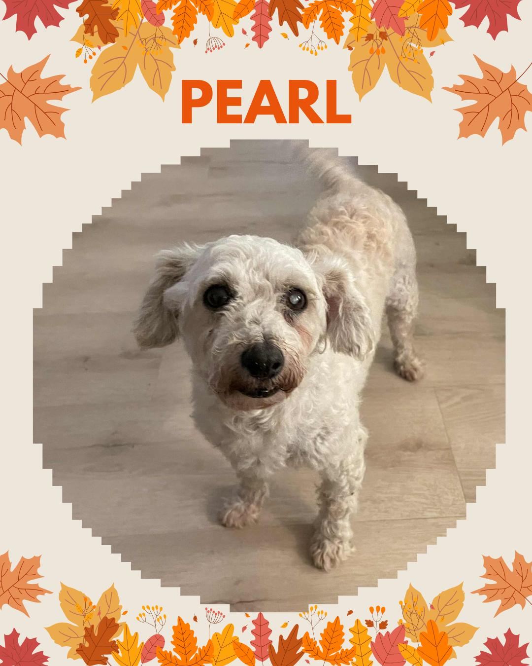 Enlarge Pearl *Not yet ready for adoption, a Adoptable Bichon Frise in Etobicoke, ON image 1/2