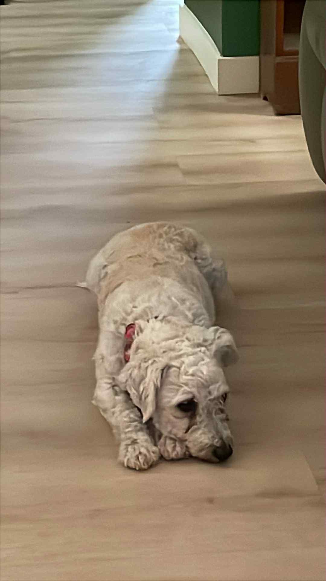 Pearl *Not yet ready for adoption