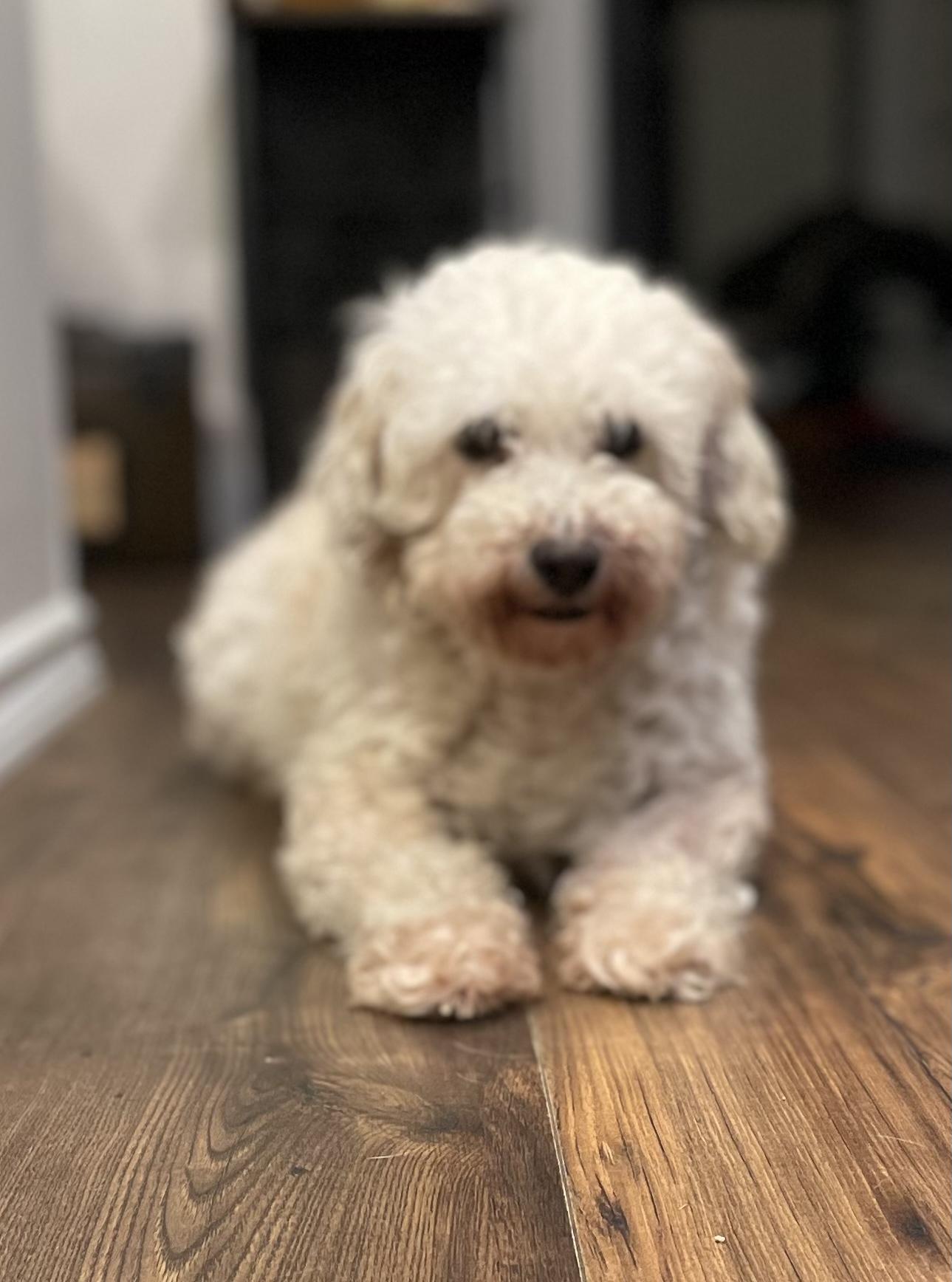 Enlarge Pearl *Not yet ready for adoption, a Adoptable Bichon Frise in Etobicoke, ON image 3/5