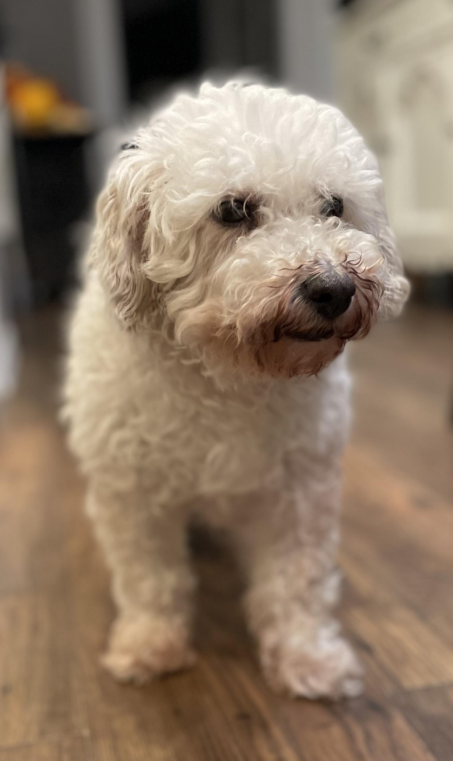 Enlarge Pearl *Not yet ready for adoption, a Adoptable Bichon Frise in Etobicoke, ON image 2/5