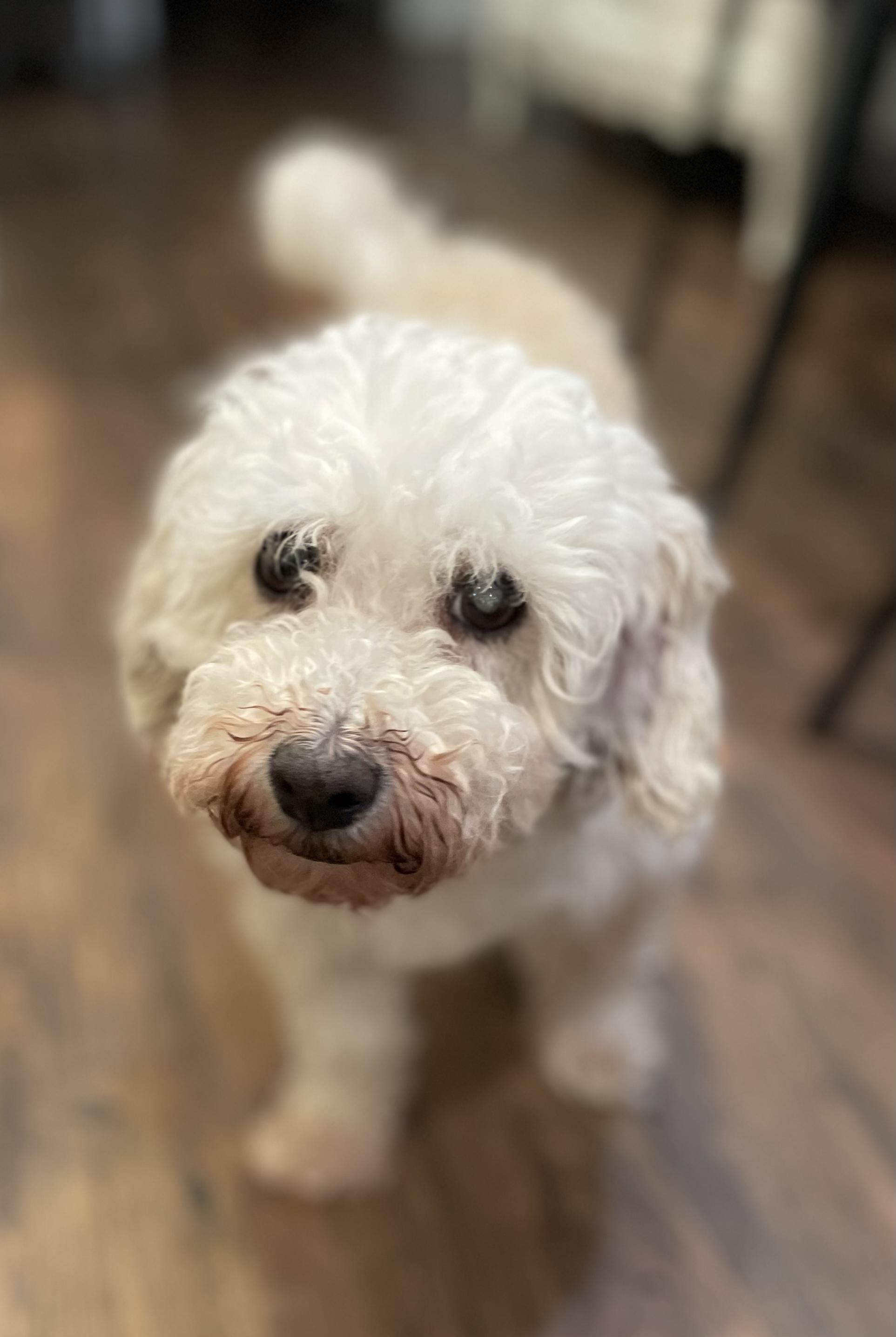 Pearl *Not yet ready for adoption, Adoptable, Adult Female Bichon Frise.