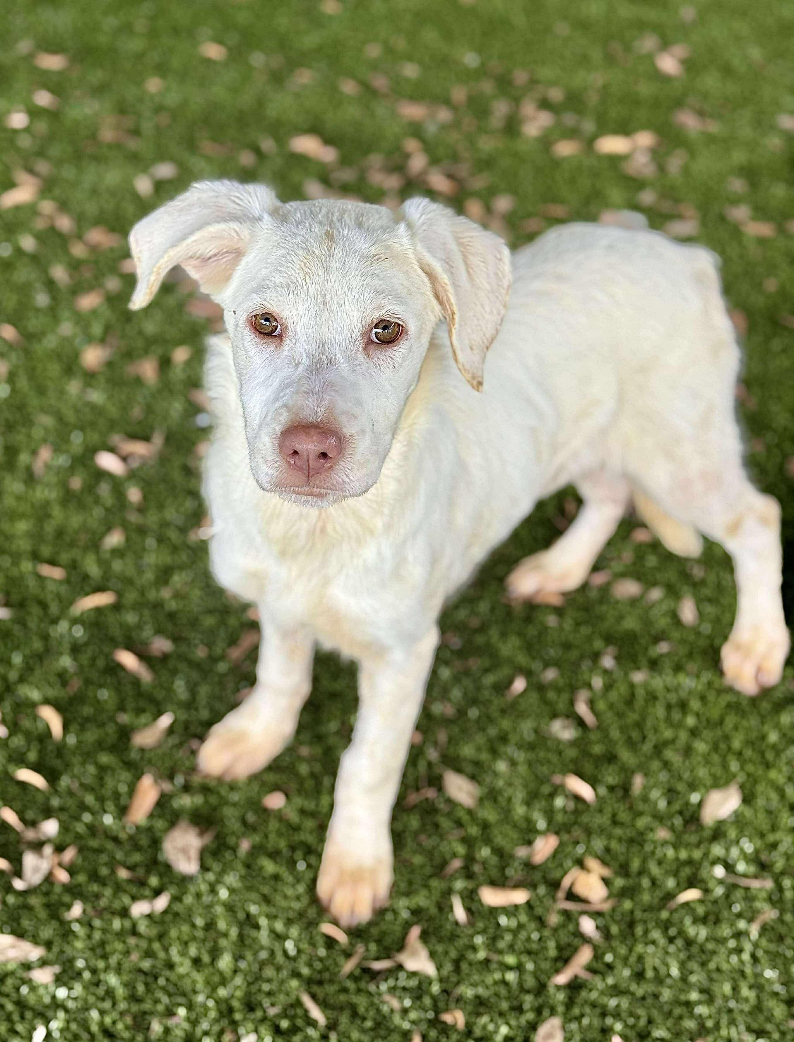 Cider, Adoptable, Puppy Female Mixed Breed.