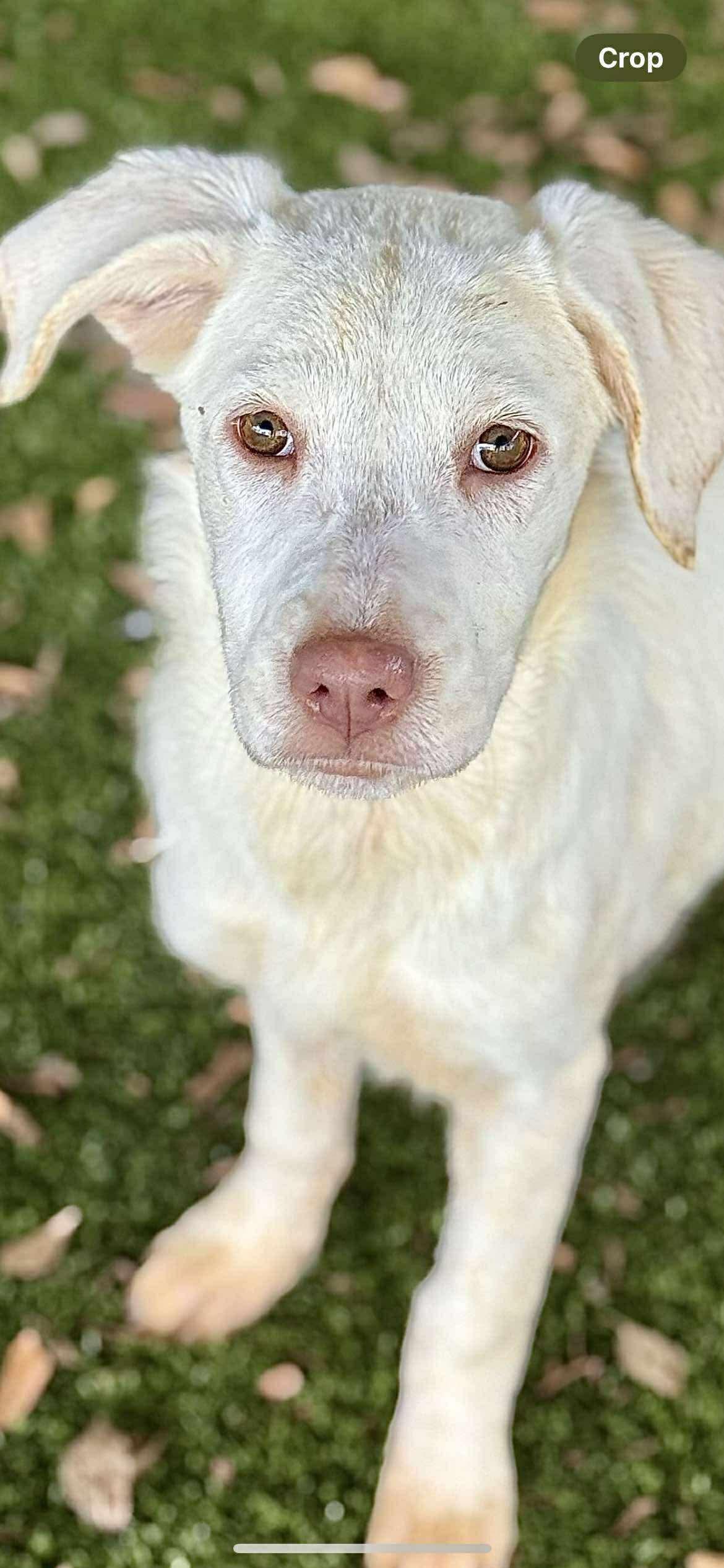 Cider, a Adoptable mixed breed in Berwick, ME image 2/2
