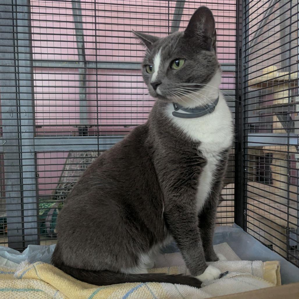 Enlarge Sassy, a Adoptable Domestic Short Hair in Branson, MO image 2/2