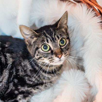 Swann, Adoptable, Adult Female Domestic Short Hair & Domestic Short Hair.