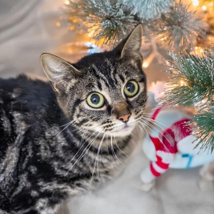 Enlarge Swann, a Adoptable mixed breed in Camano Island, WA image 1/1