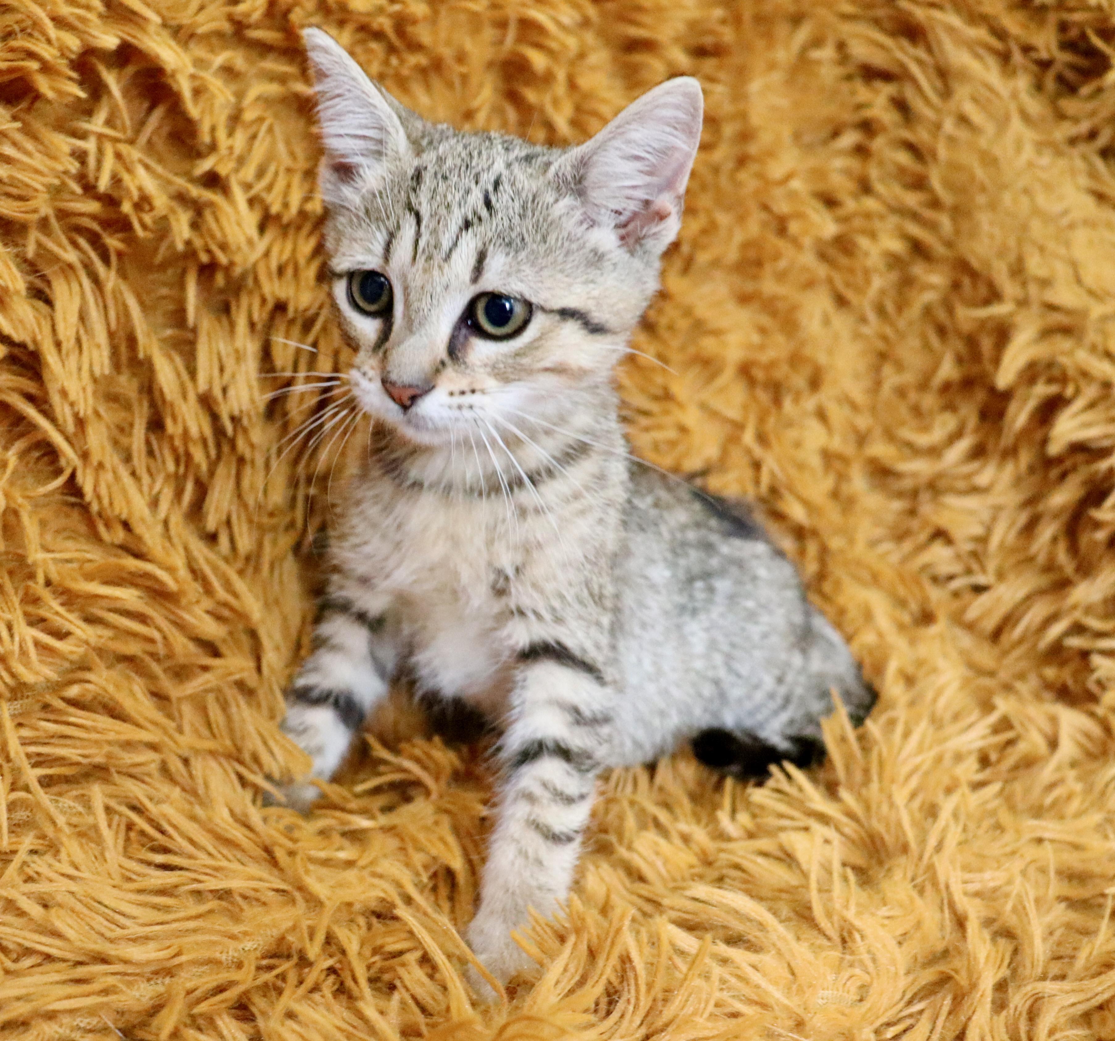 Rolo, Adoptable, Kitten Female Tabby.