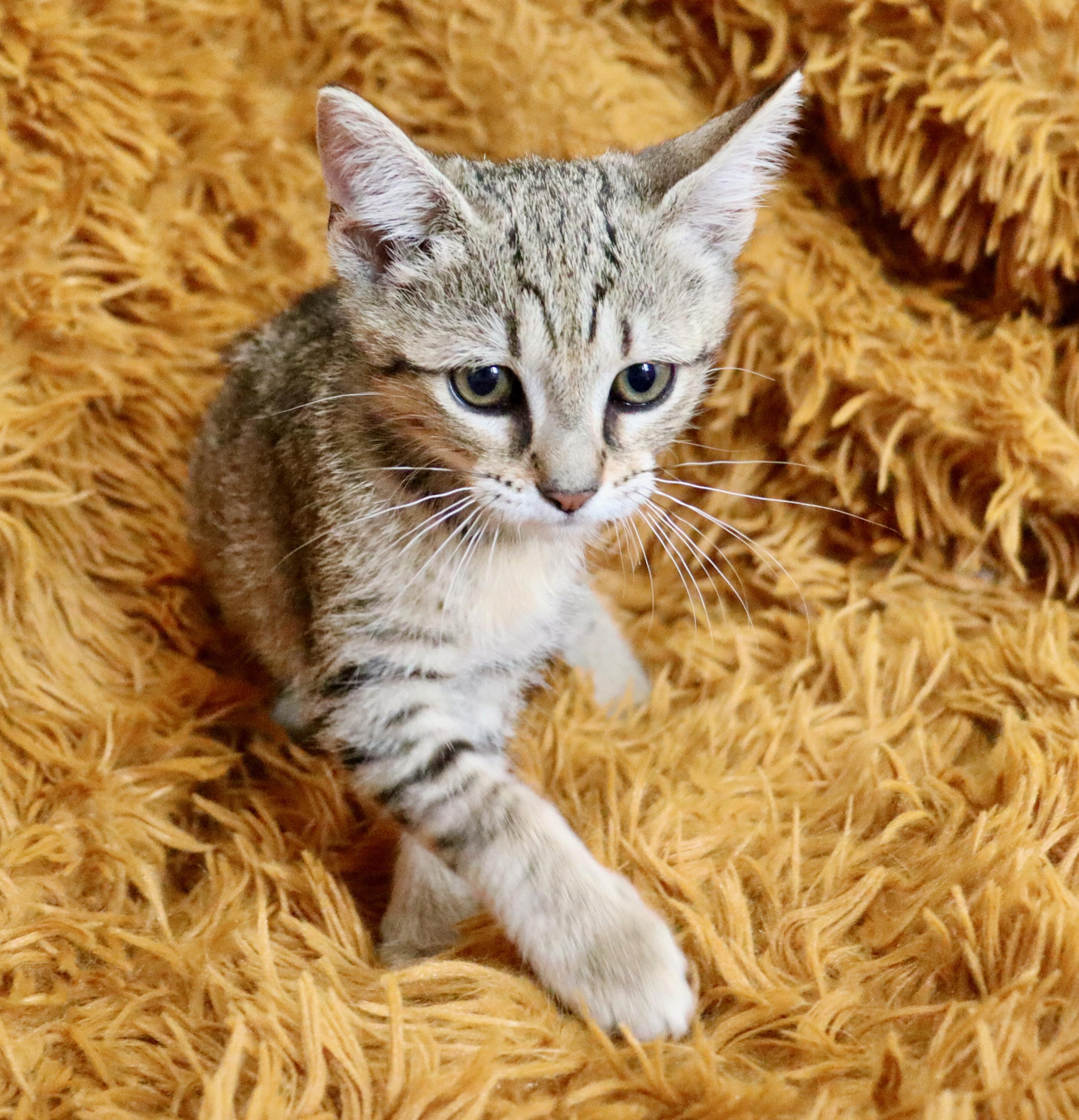 Rolo, a Adoptable mixed breed in Saint Augustine, FL image 2/5