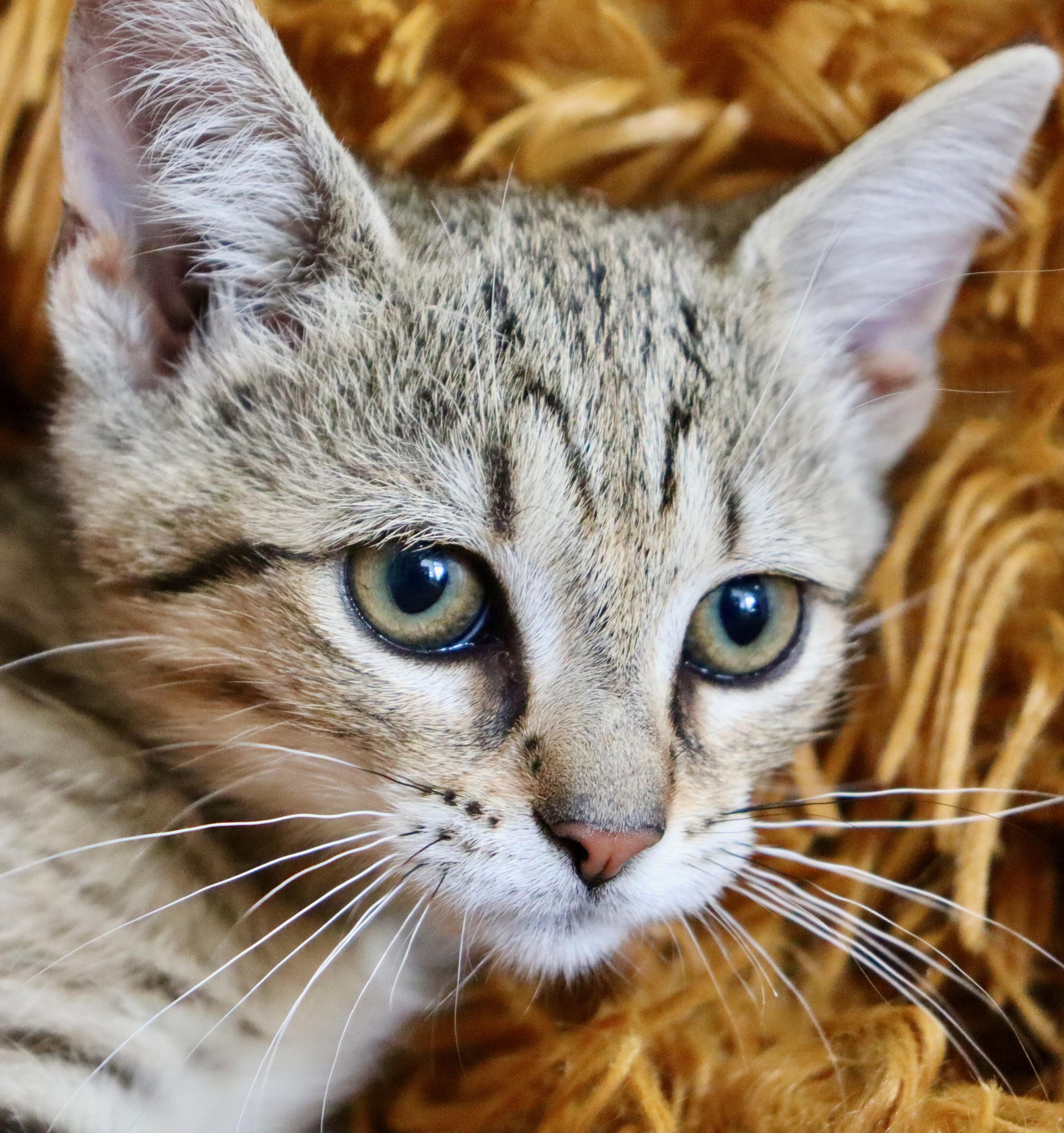 Rolo, a Adoptable mixed breed in Saint Augustine, FL image 3/5