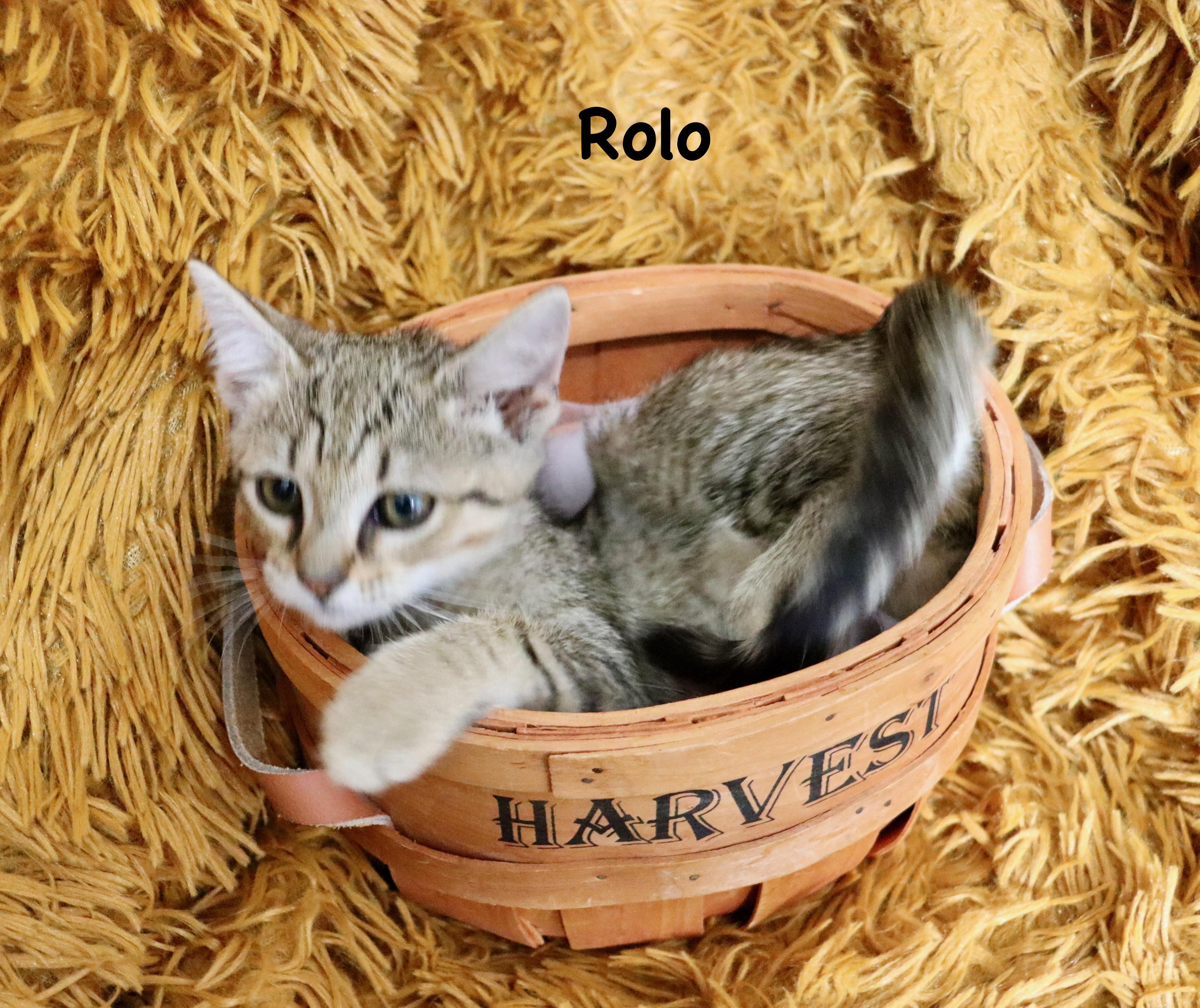 Rolo, a Adoptable mixed breed in Saint Augustine, FL image 4/5