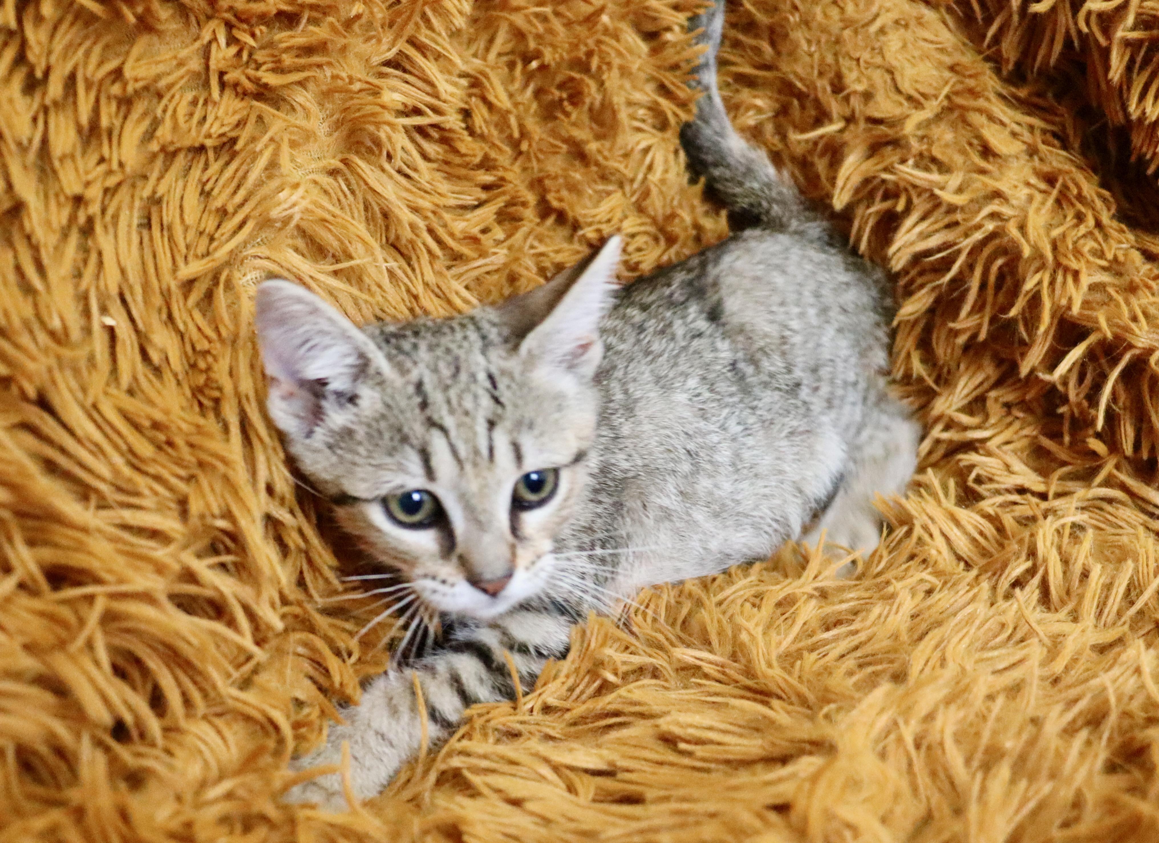 Rolo, a Adoptable mixed breed in Saint Augustine, FL image 5/5