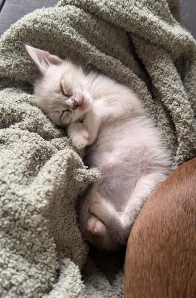 Whit, Adopted, Kitten Male Siamese.