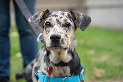 Enlarge Bella, a Adoptable mixed breed in Golden Valley, MN image 2/3