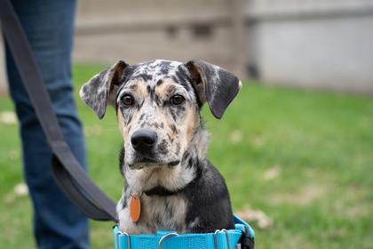 Enlarge Bella, a Adoptable mixed breed in Golden Valley, MN image 3/3