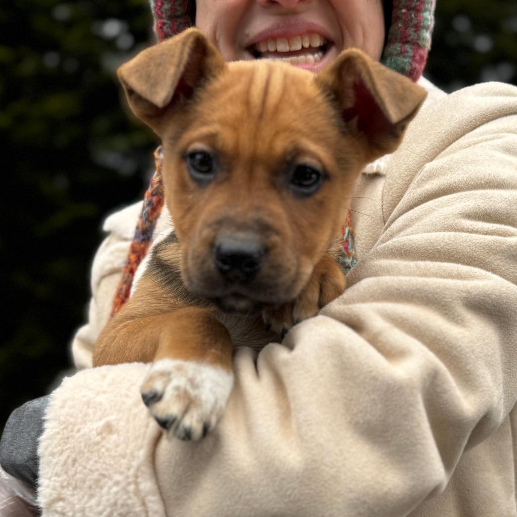 Enlarge NY Cinderella Avail Jan 18 (Tractor Supply - Patterson), a Adoptable mixed breed in Eastford, CT image 1/3