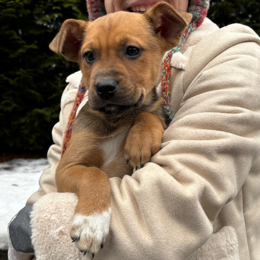 Enlarge NY Cinderella Avail Jan 18 (Tractor Supply - Patterson), a Adoptable mixed breed in Eastford, CT image 2/3