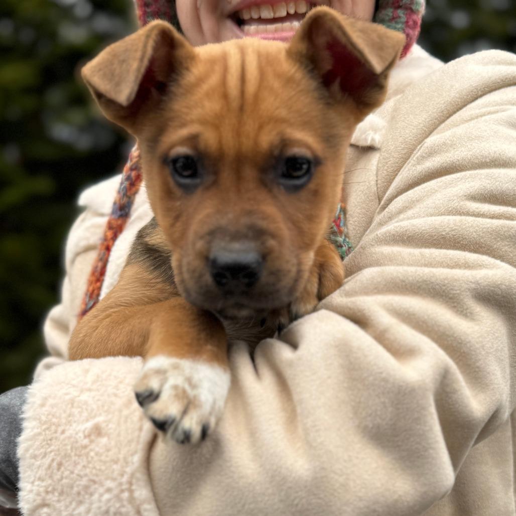 Enlarge NY Cinderella Avail Jan 18 (Tractor Supply - Patterson), a Adoptable mixed breed in Eastford, CT image 3/3