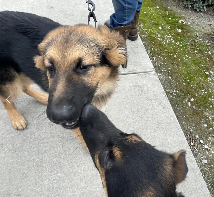 Enlarge Clayton, a ADOPTABLE German Shepherd Dog in Sacramento, CA image 3/5