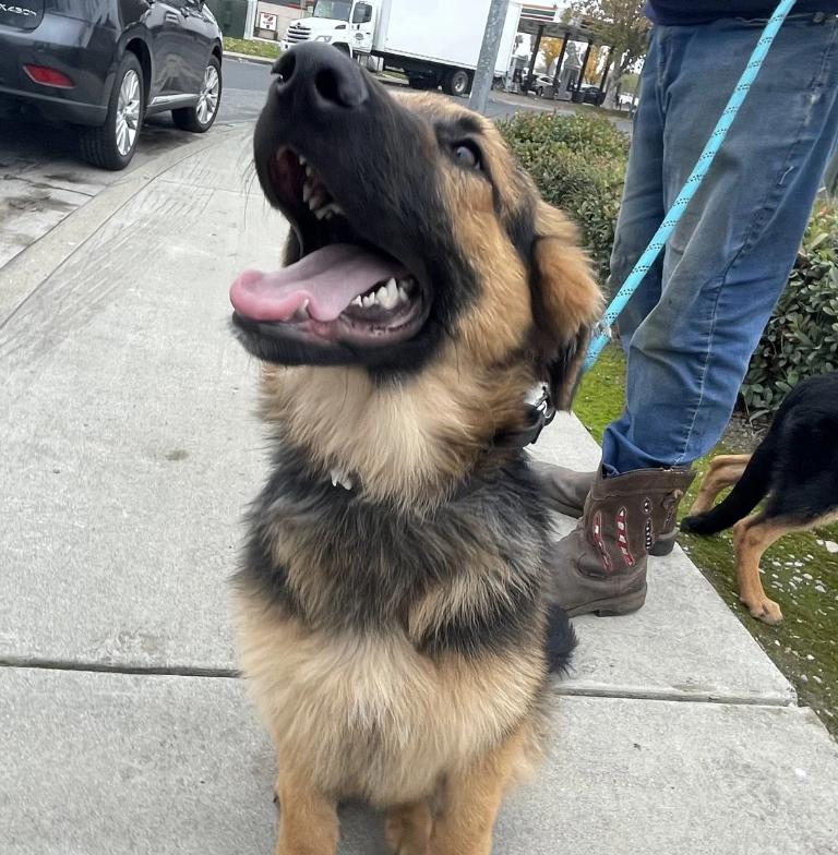 Enlarge Clayton, a ADOPTABLE German Shepherd Dog in Sacramento, CA image 2/5