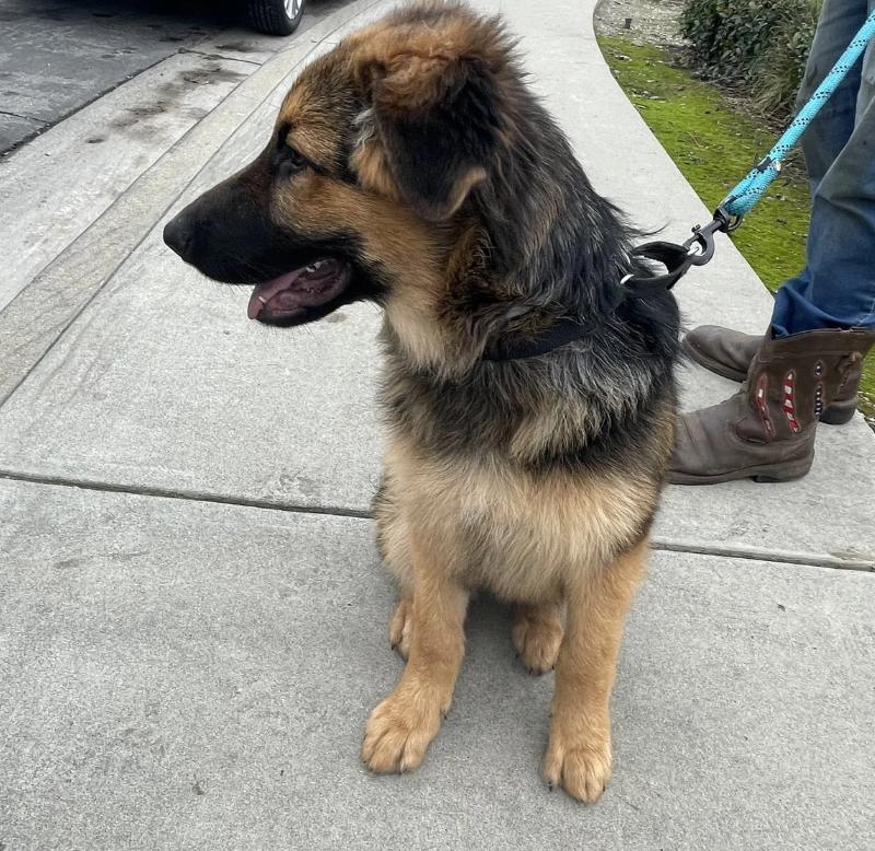 Enlarge Clayton, a ADOPTABLE German Shepherd Dog in Sacramento, CA image 5/5