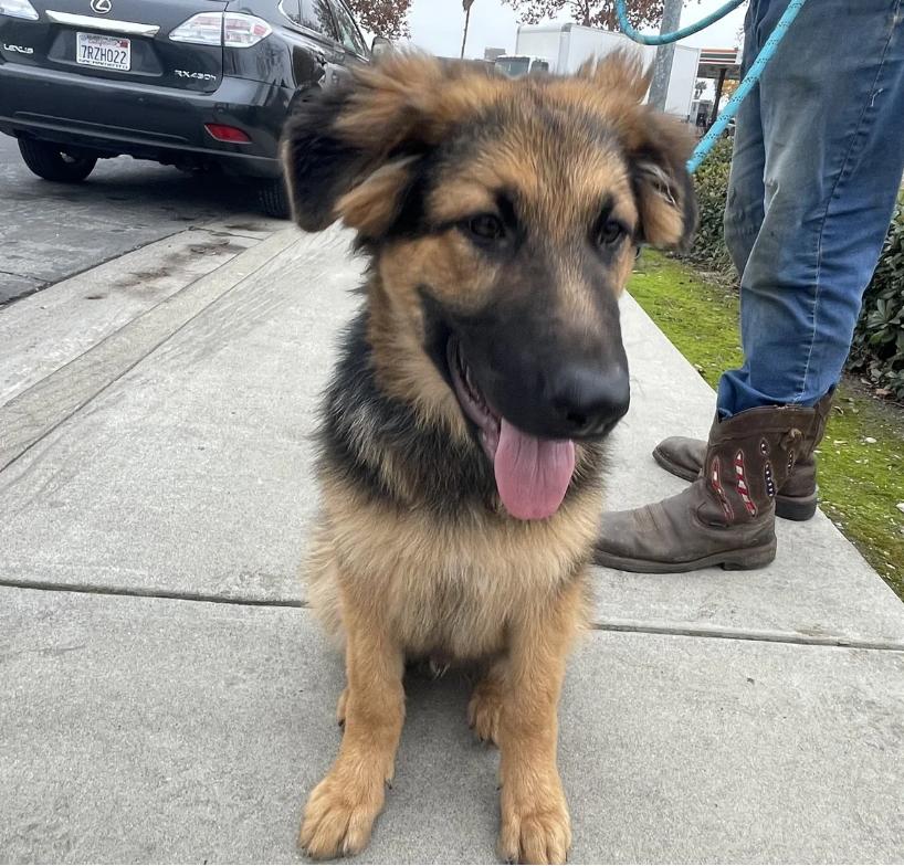 Enlarge Clayton, a ADOPTABLE German Shepherd Dog in Sacramento, CA image 4/5