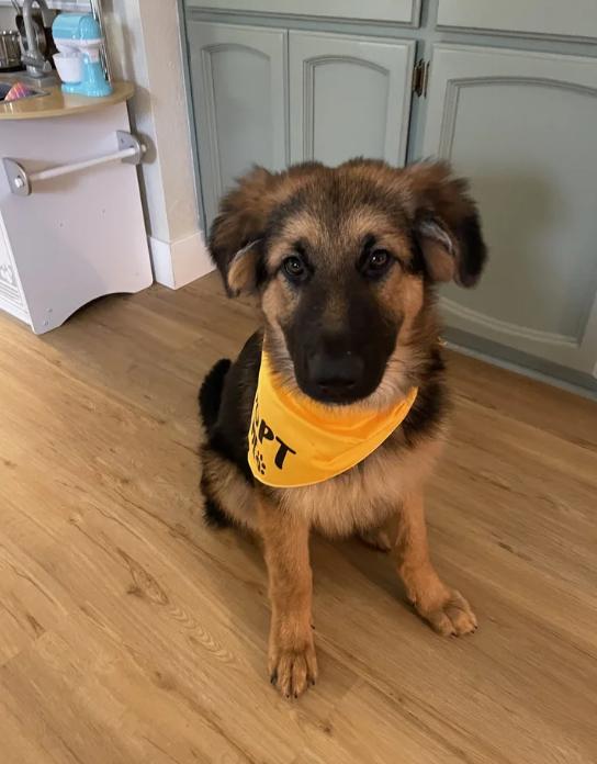 Clayton, adoptable, Puppy Male German Shepherd Dog.