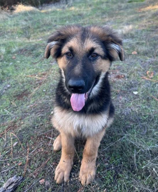 Enlarge Clayton, a ADOPTABLE German Shepherd Dog in Sacramento, CA image 1/5