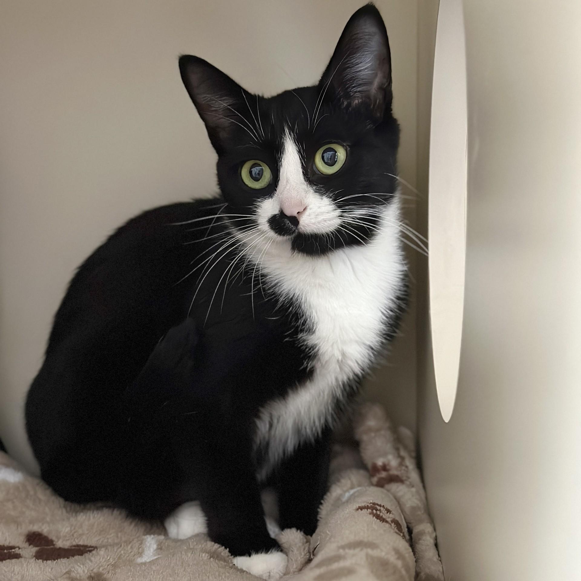 Enlarge Valentina, a ADOPTABLE Domestic Short Hair in Victor, NY image 2/3