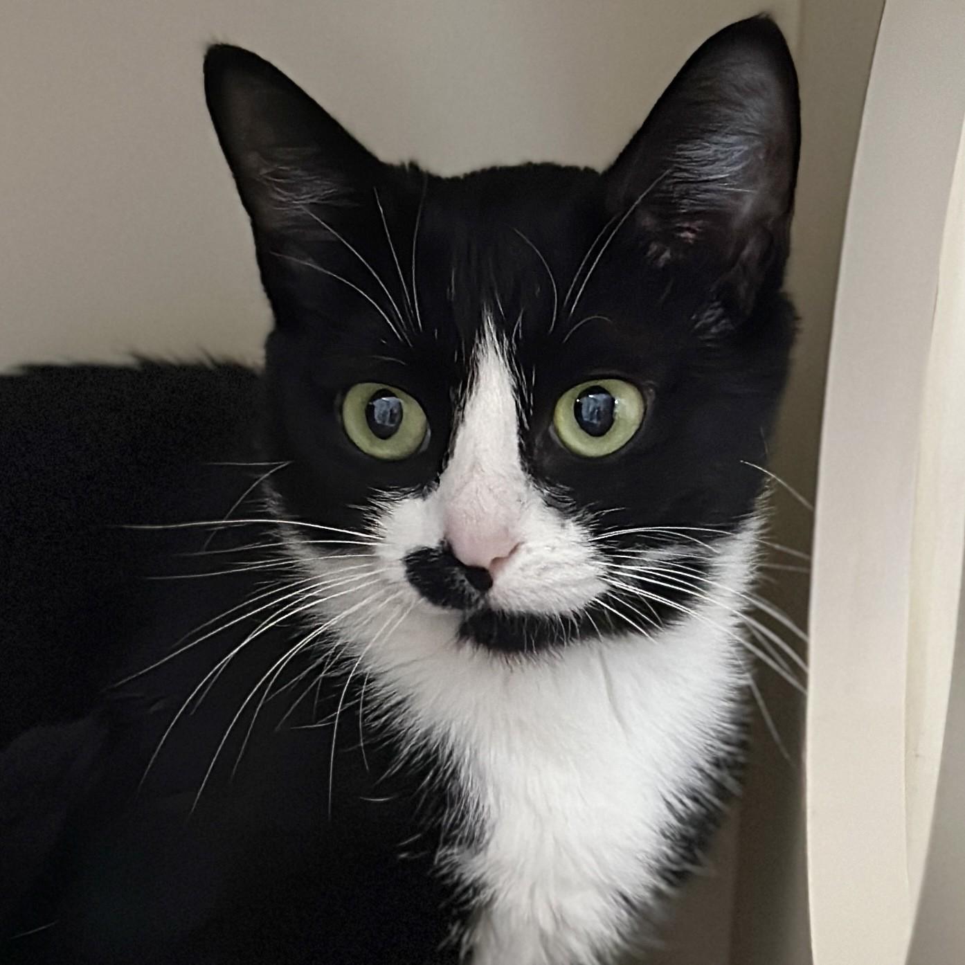 Enlarge Valentina, a ADOPTABLE Domestic Short Hair in Victor, NY image 3/3