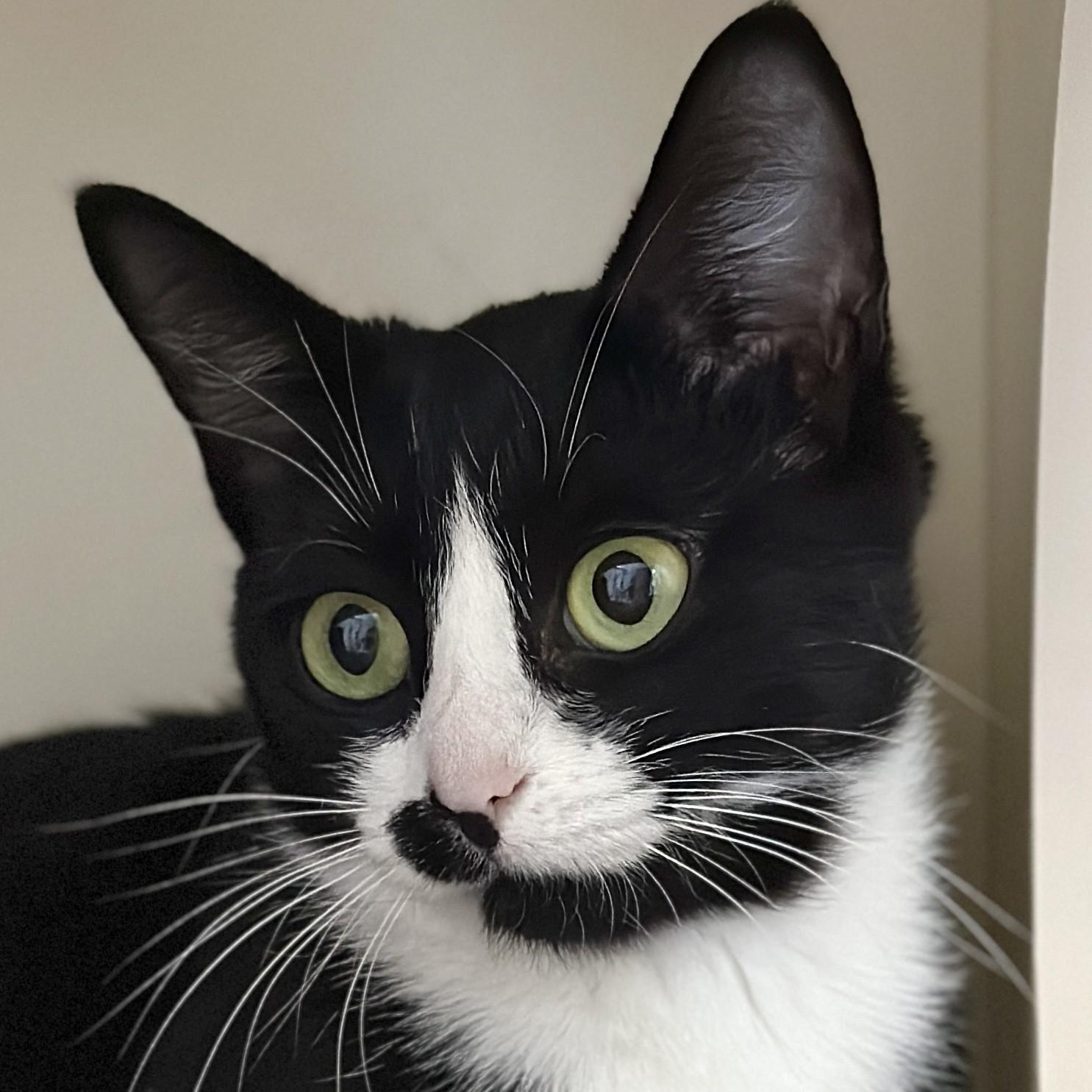 Enlarge Valentina, a ADOPTABLE Domestic Short Hair in Victor, NY image 1/3