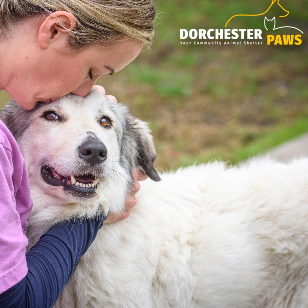 Enlarge Nancy @ Foster, a Adoptable Great Pyrenees in Summerville, SC image 1/5