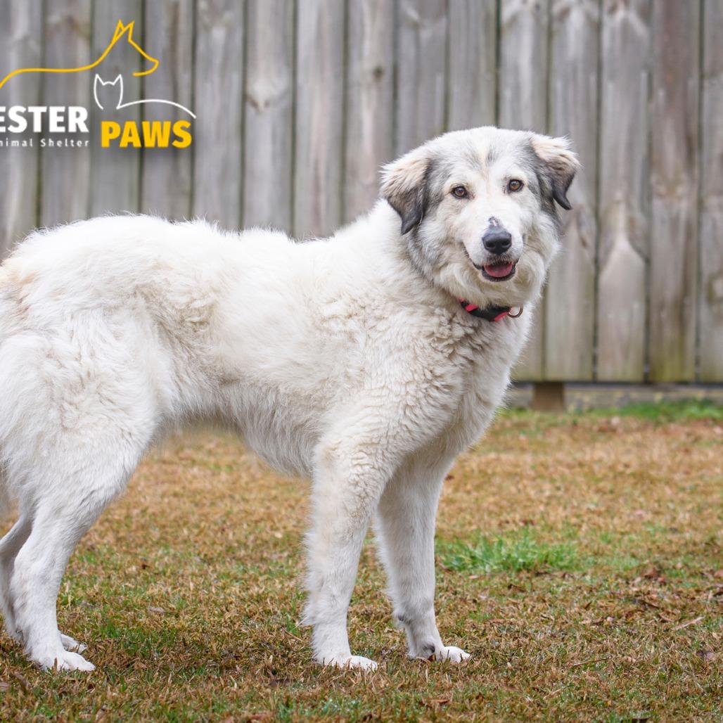 Enlarge Nancy @ Foster, a Adoptable Great Pyrenees in Summerville, SC image 4/5