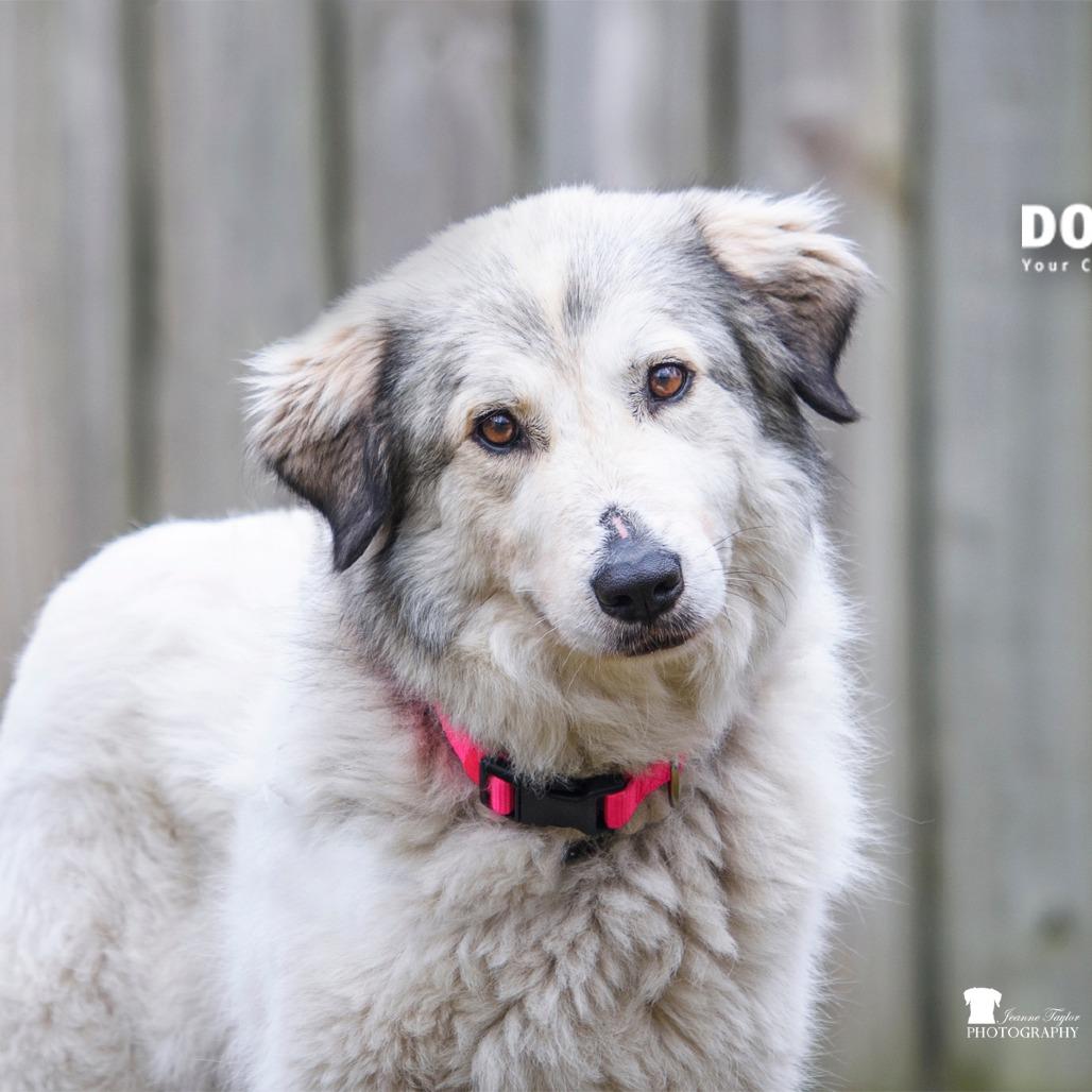 Enlarge Nancy @ Foster, a Adoptable Great Pyrenees in Summerville, SC image 5/5