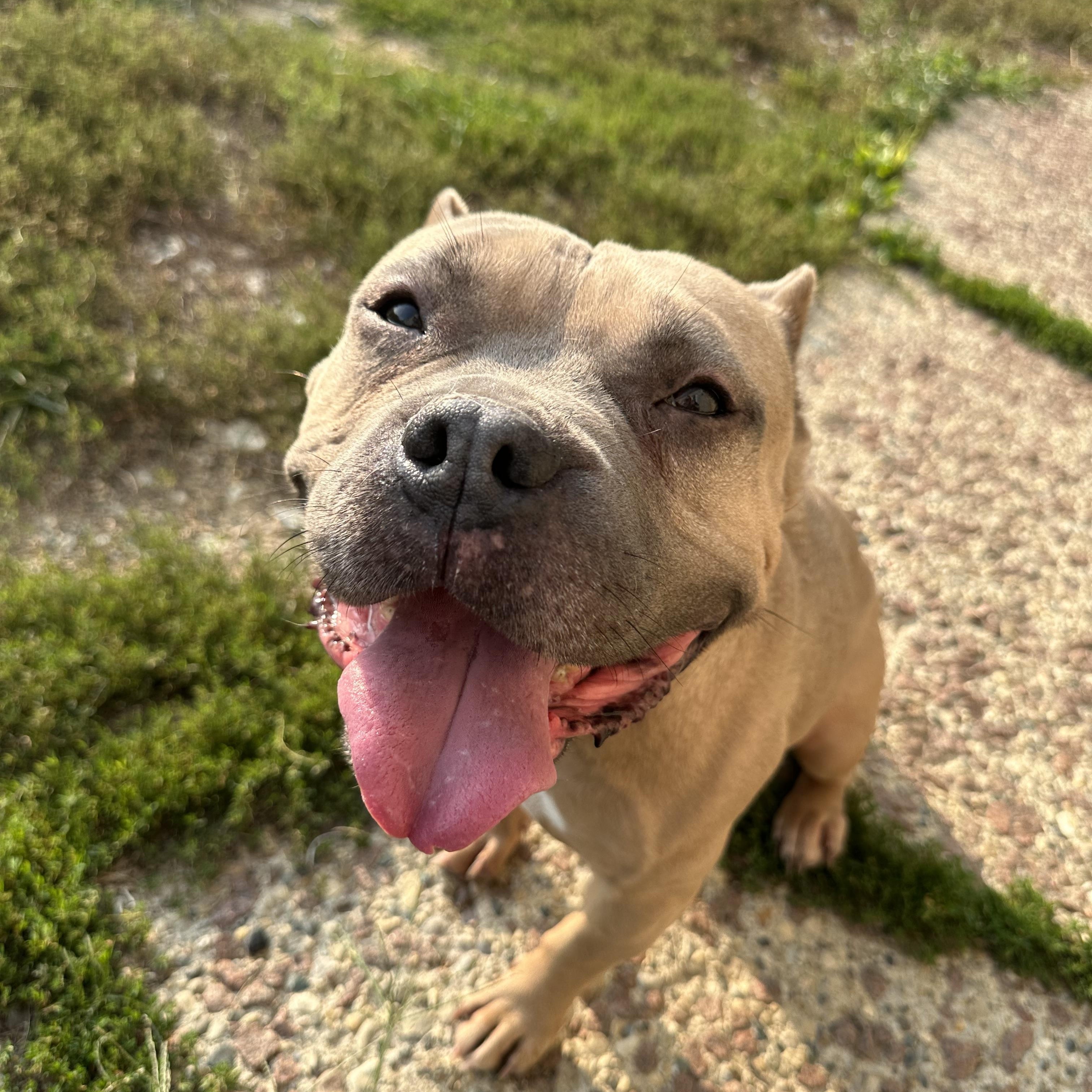 Enlarge Joker, a Adoptable American Bully in Indianapolis, IN image 1/6