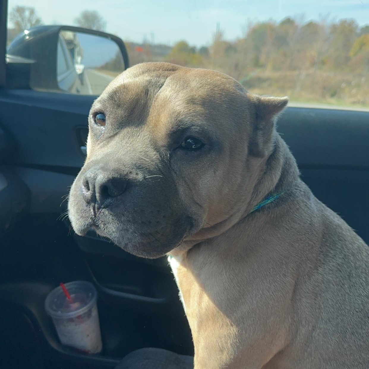 Enlarge Joker, a Adoptable American Bully in Indianapolis, IN image 2/6