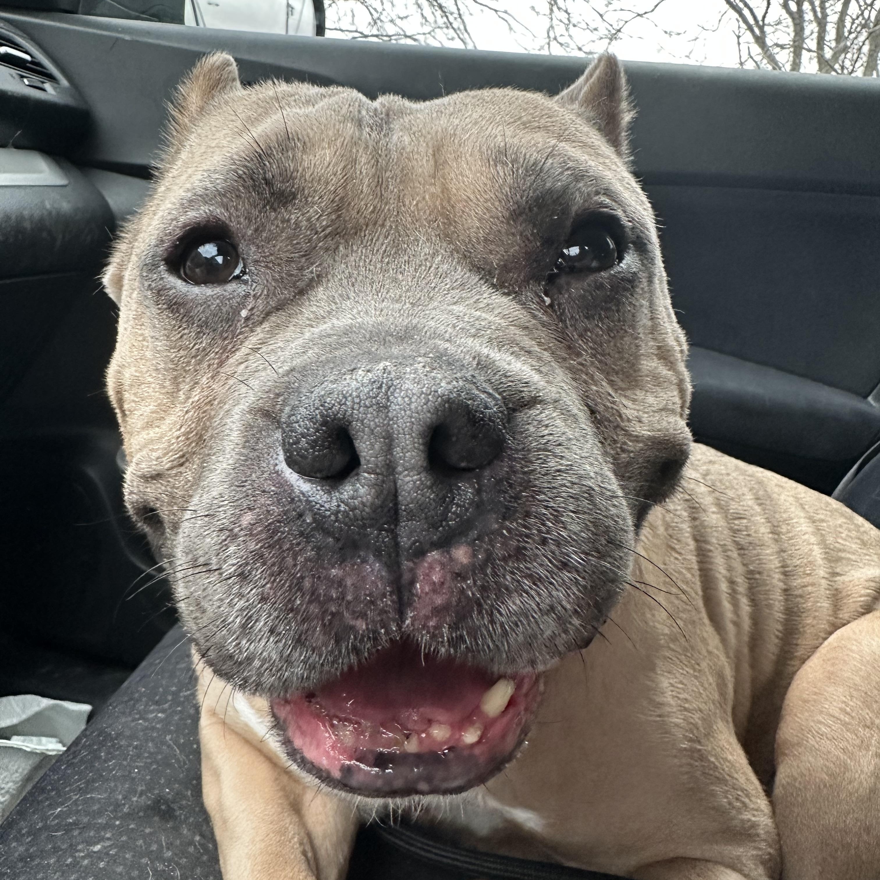 Enlarge Joker, a Adoptable American Bully in Indianapolis, IN image 3/6