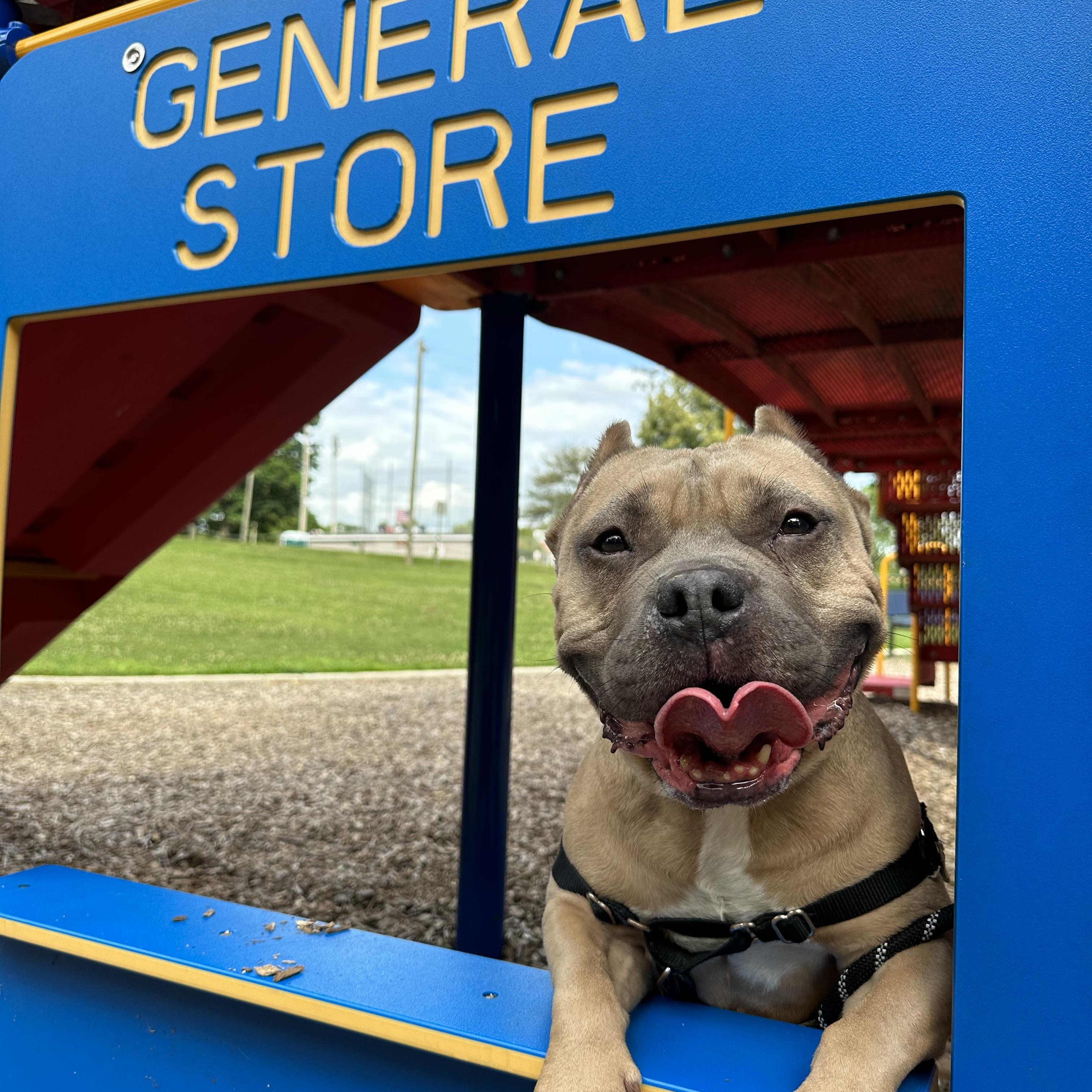 Enlarge Joker, a Adoptable American Bully in Indianapolis, IN image 4/6