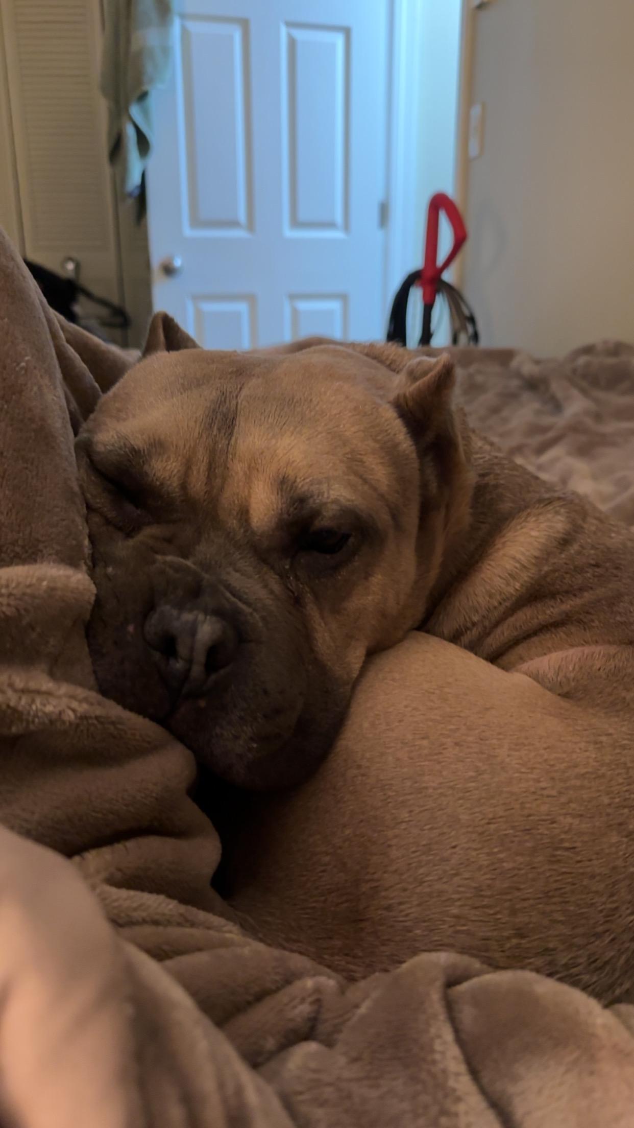 Enlarge Joker, a Adoptable American Bully in Indianapolis, IN image 5/6