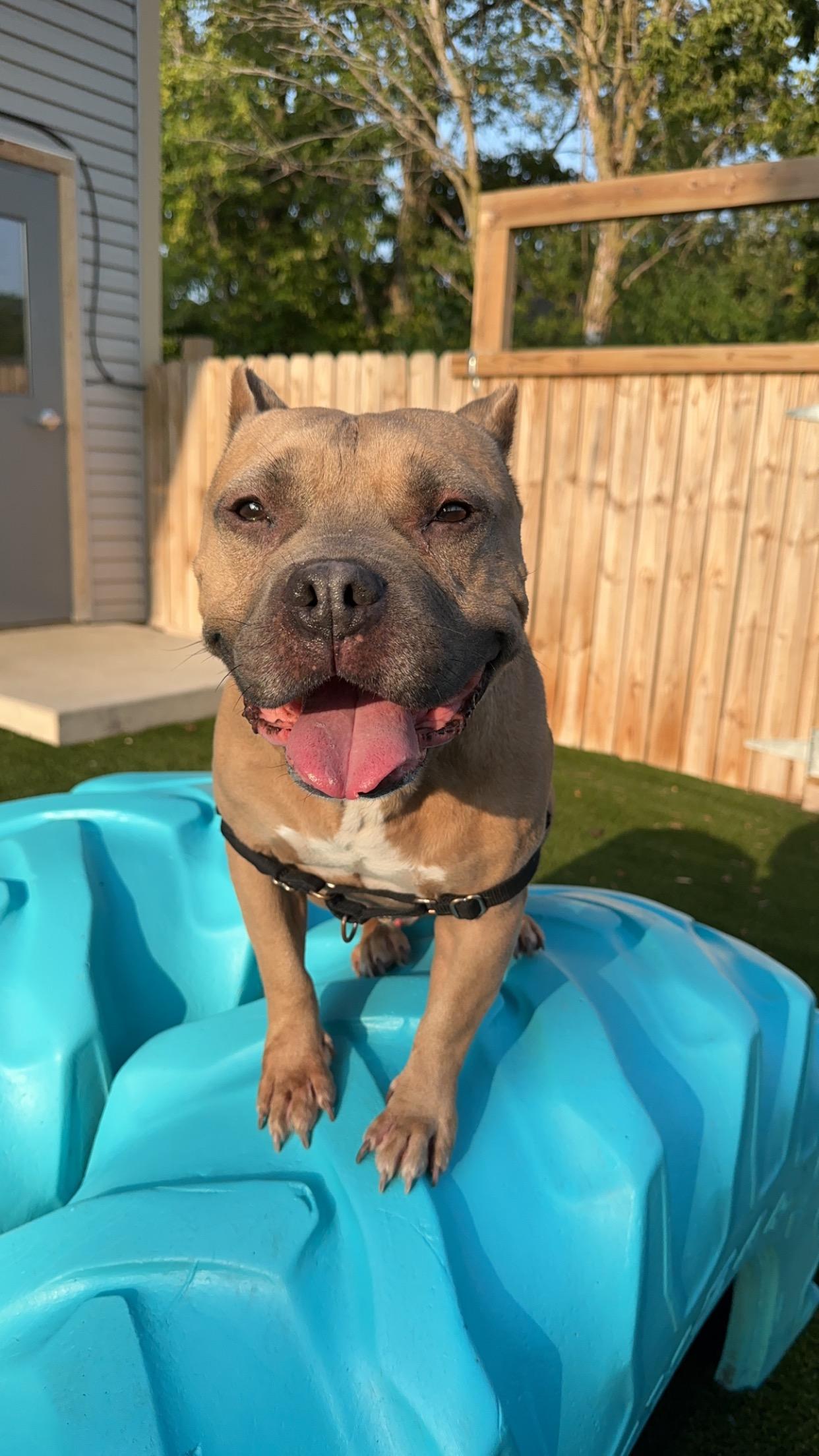 Enlarge Joker, a Adoptable American Bully in Indianapolis, IN image 6/6