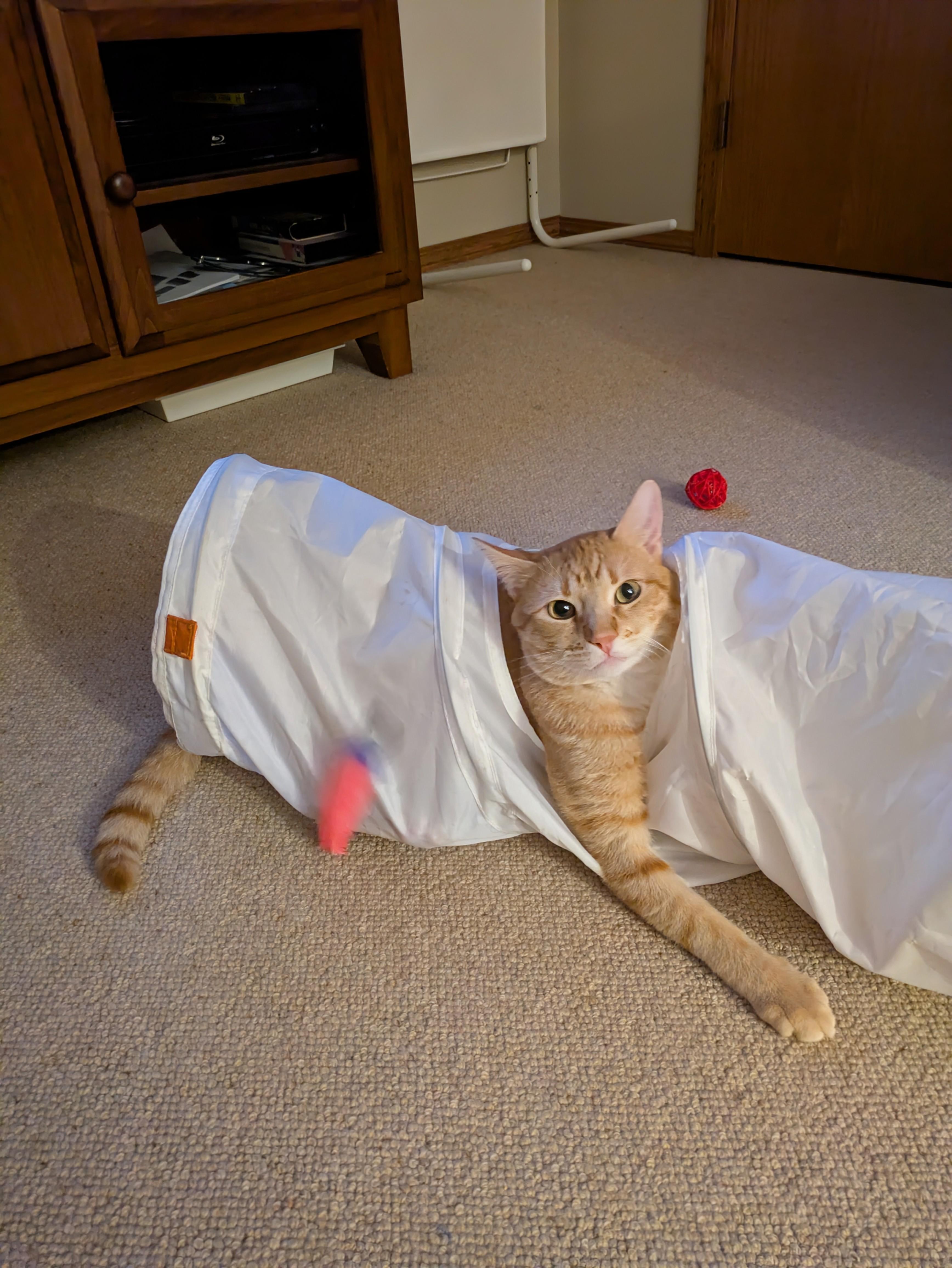 Enlarge Denny, an adoptable Domestic Short Hair in BURNABY, BC image 1/1