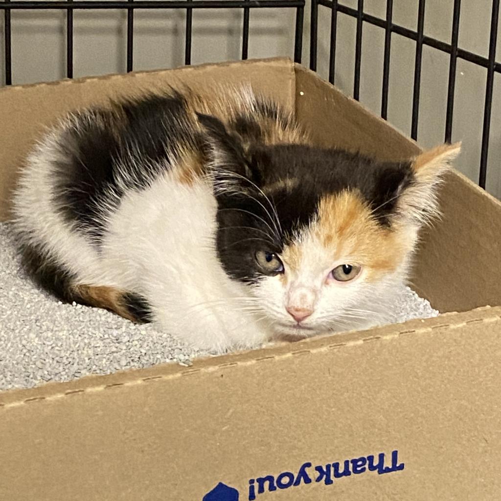 Aspen, Adoptable, Adult Female Domestic Short Hair.