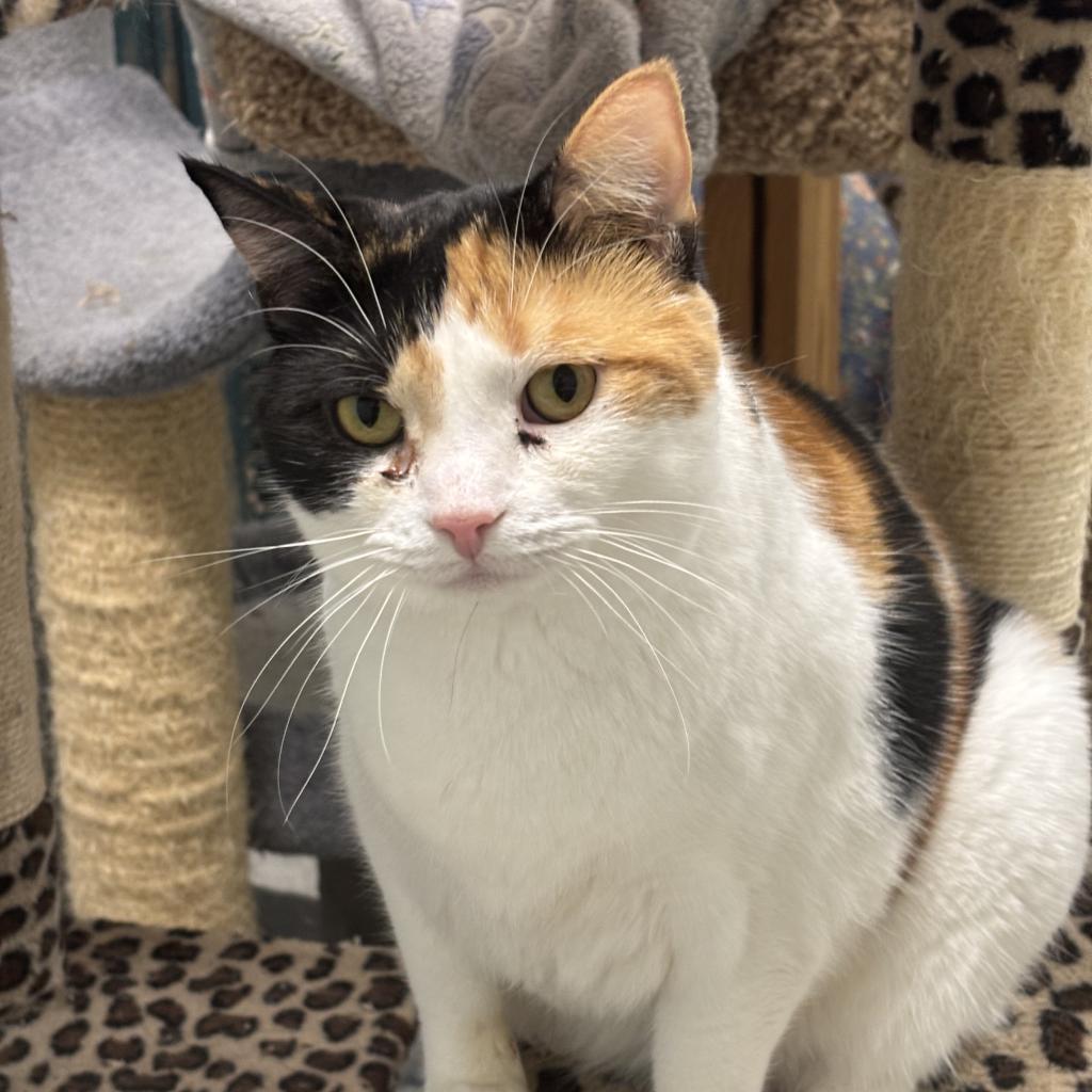 Enlarge Aspen, a Adoptable Domestic Short Hair in Mount Juliet, TN image 2/2