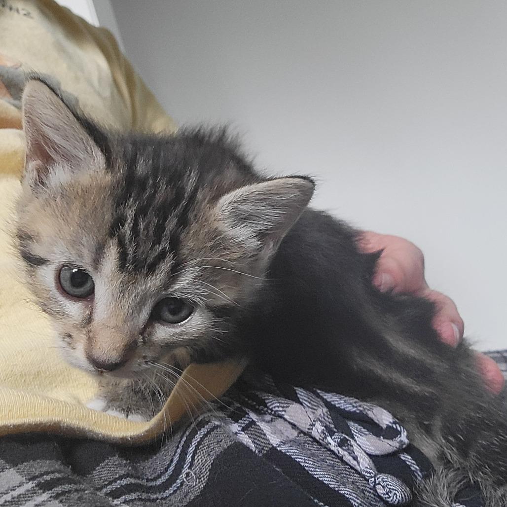 Terra, a Adoptable Domestic Short Hair in Redmond, WA image 3/4