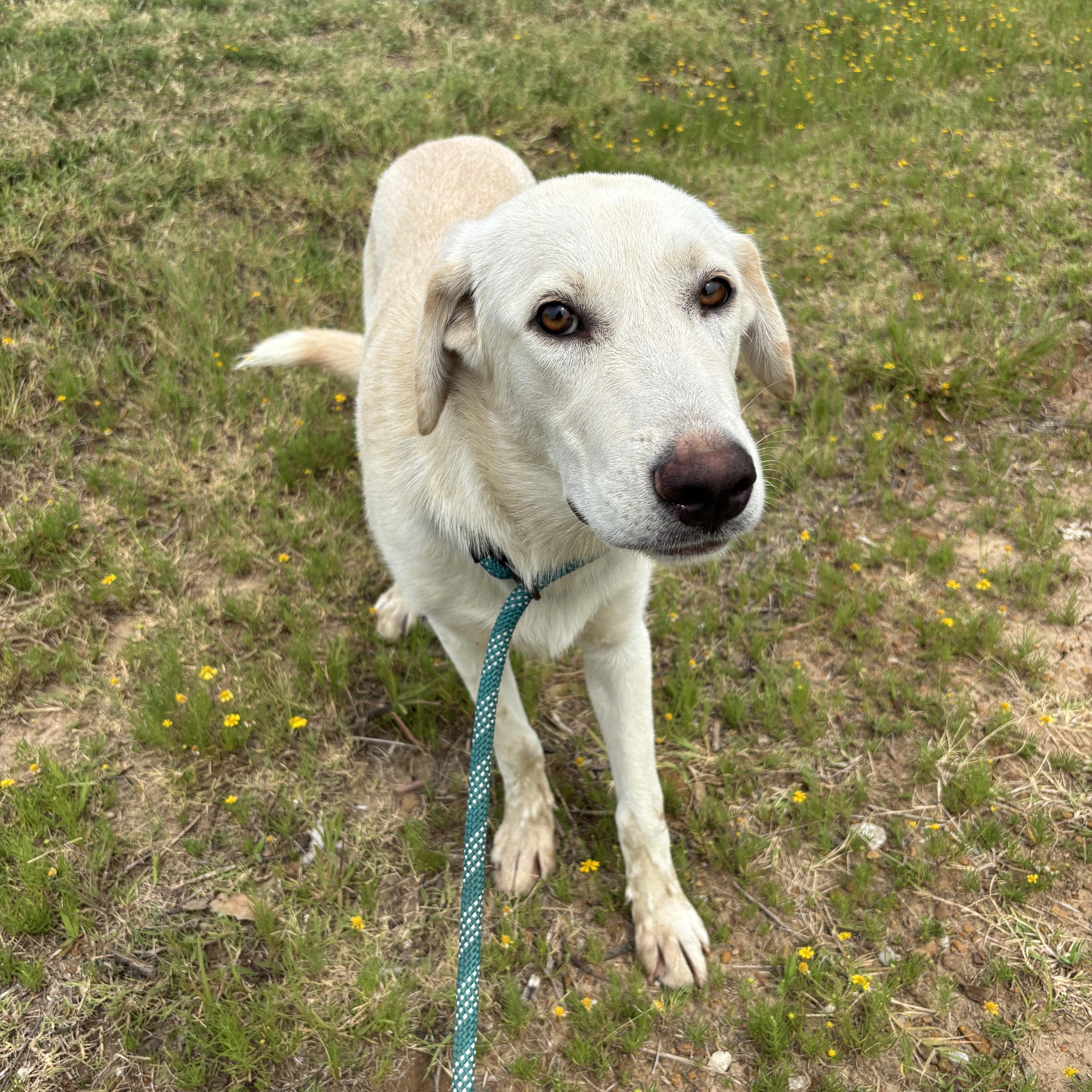 Enlarge Nova, a Adoptable mixed breed in Glenpool, OK image 2/5