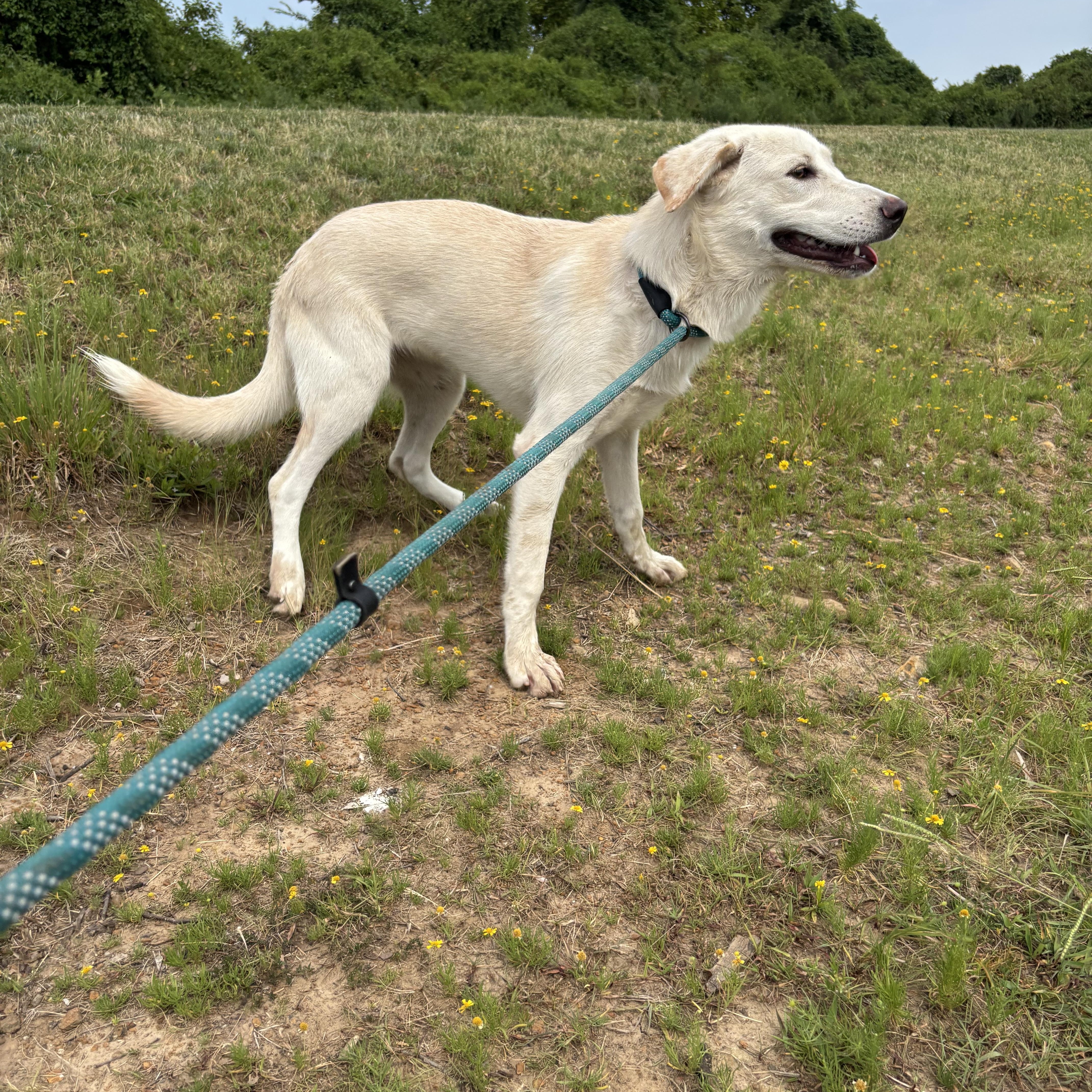 Nova, Adoptable, Young Female Great Pyrenees.