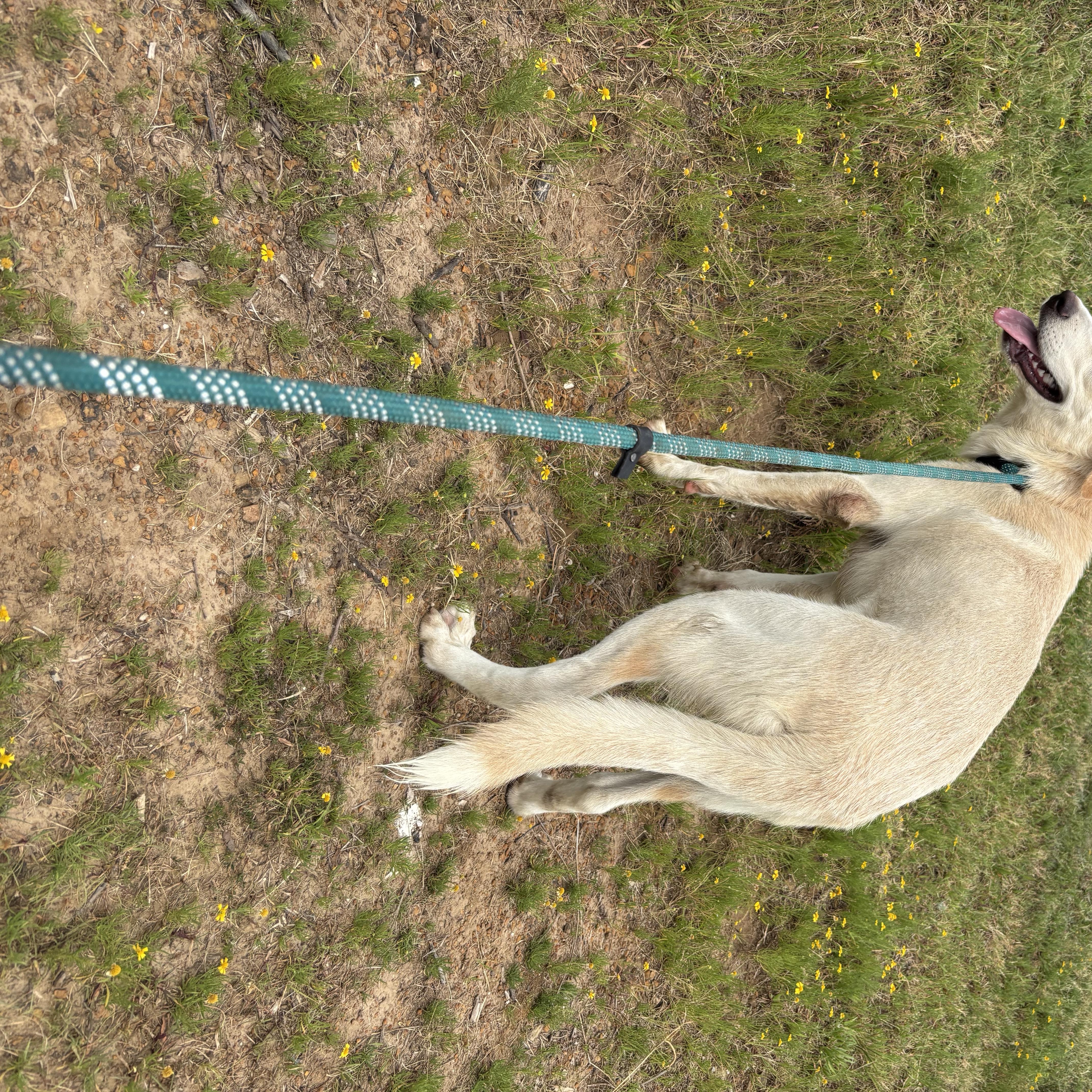 Enlarge Nova, a Adoptable mixed breed in Glenpool, OK image 3/5