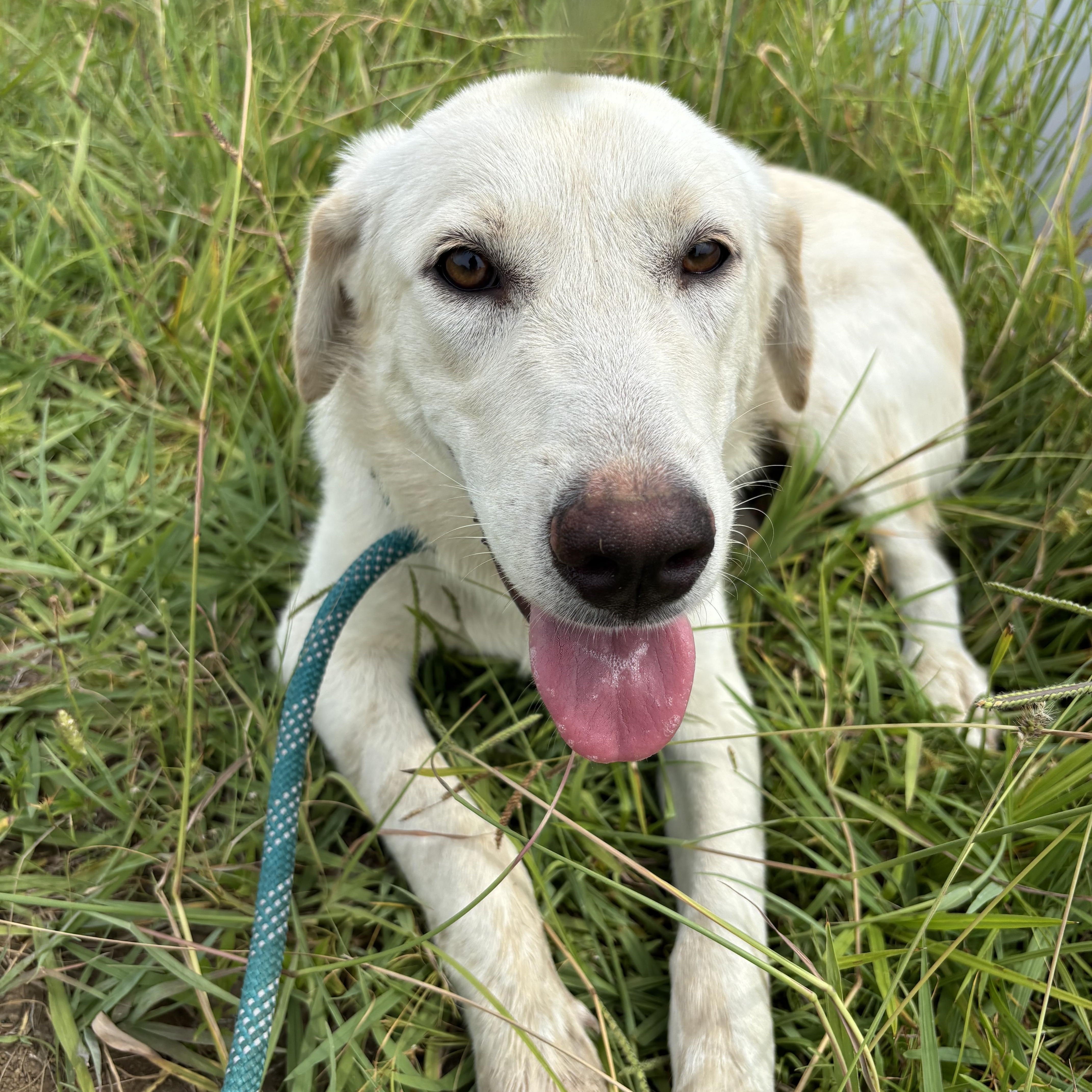 Enlarge Nova, a Adoptable mixed breed in Glenpool, OK image 5/5